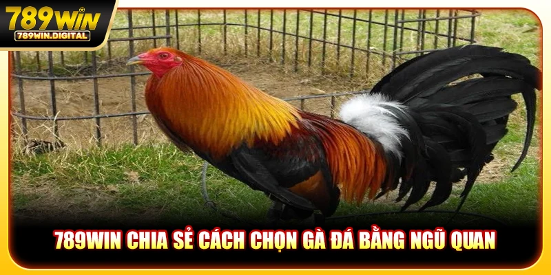 789WIN chia sẻ cách chọn gà đá bằng ngũ quan