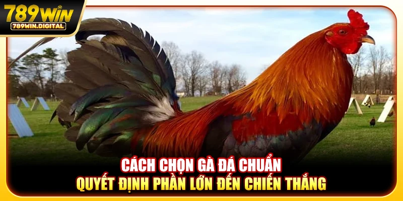 Cách chọn gà đá chuẩn quyết định phần lớn đến chiến thắng