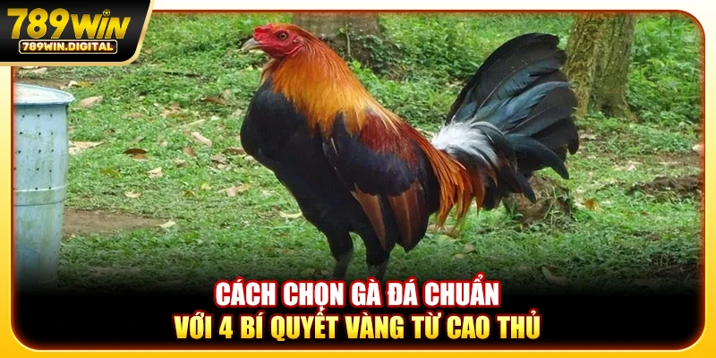 Cách chọn gà đá chuẩn với 4 bí quyết vàng từ cao thủ
