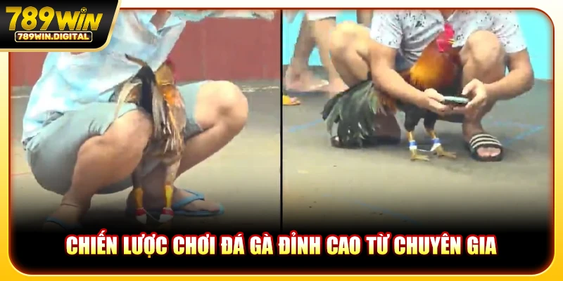 Chiến lược chơi đá gà đỉnh cao từ chuyên gia