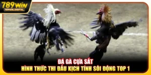 Đá gà cựa sắt - Hình thức thi đấu kịch tính sôi động top 1