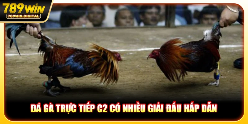 Đá gà trực tiếp C2 có nhiều giải đấu hấp dẫn